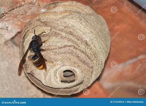 An Asian Predatory Wasp on Its Nest (Vespa Velutina) Stock Photo ...