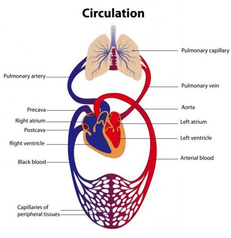 Human Body Arteries and Veins | Human circulatory system, Circulatory system for kids ...