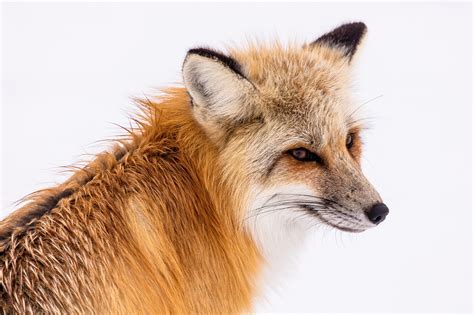 Red Fox Free Stock Photo - Public Domain Pictures