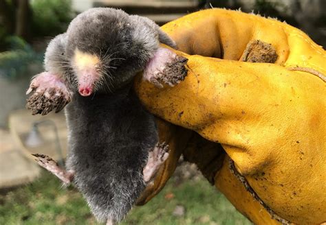 A Species of Mole Lives Only on Angel Island? - Bay Nature Magazine