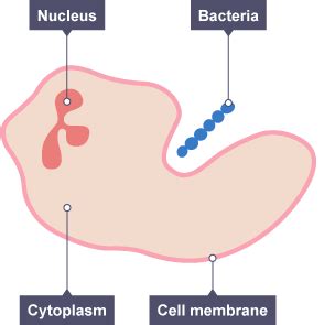 BBC Bitesize - GCSE Biology (Wales - 2016 onwards) - The circulatory system in humans – WJEC ...