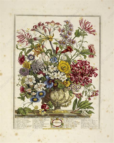 Twelve months of various flowers - Stock Image - C018/1896 - Science Photo Library