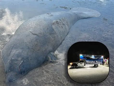 Florida FWC Uses New Truck To Rescue, Transport Injured Manatee