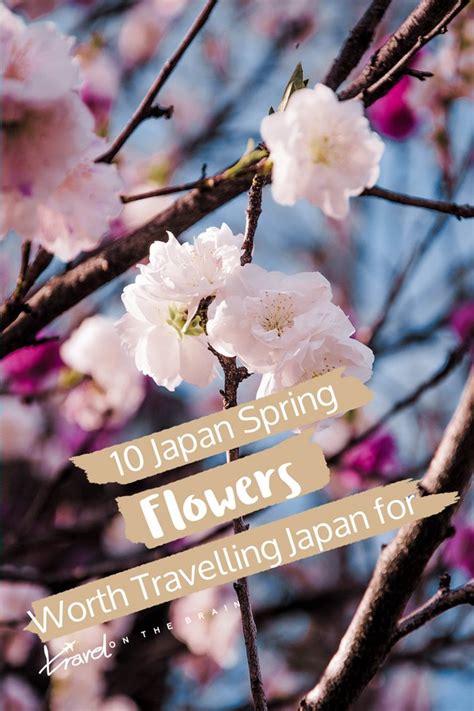 10 Japan Spring Flowers Worth Travelling Japan for | Travel on the Brain