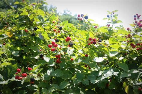 it's how you live: blackberry picking