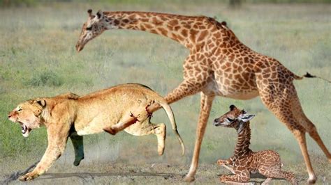 Mother Giraffe attacks Lion very hard to save her baby, Wild Animals Attack - YouTube