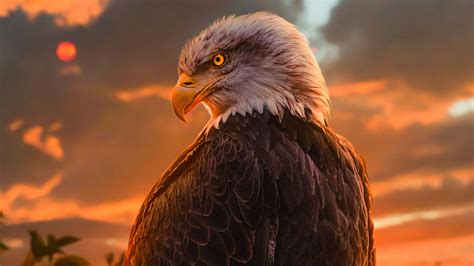 Wild Bald Eagle 4k Wallpaper