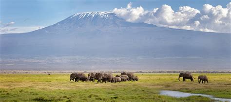 Explore the wildlife at Mount Kilimanjaro | Mt. Kilimanjaro N.P