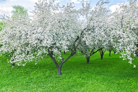 Complete Guide To Apple Tree Pollination - Minneopa Orchards