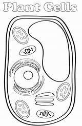 Eukaryotic Cell Model Page Coloring Pages sketch template