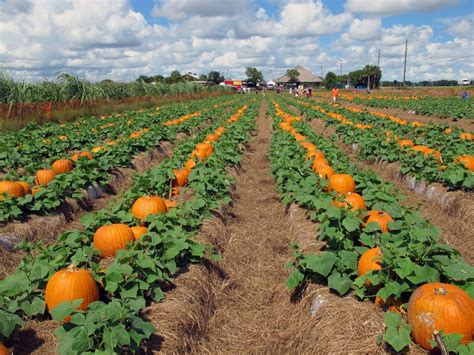 Pumpkin Field | Pumpkin garden, Pumpkin field, Farm layout