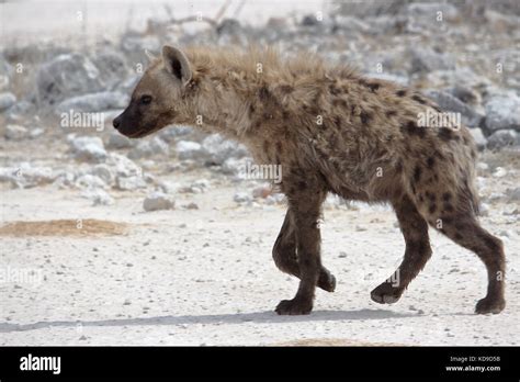 Hyena teeth hi-res stock photography and images - Alamy