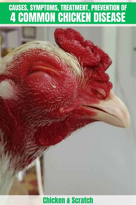 4 Common Chicken Diseases: Causes, Symptoms, Treatment, Prevention