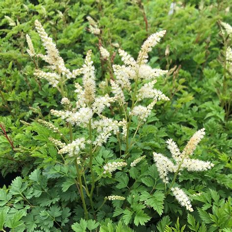 Aruncus aethusifolius - Dwarf Goat's Beard (4.5" Pot) | Little Prince To Go