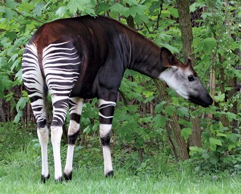 Famous Butts of the Animal World: The Okapi | UCL Researchers in Museums