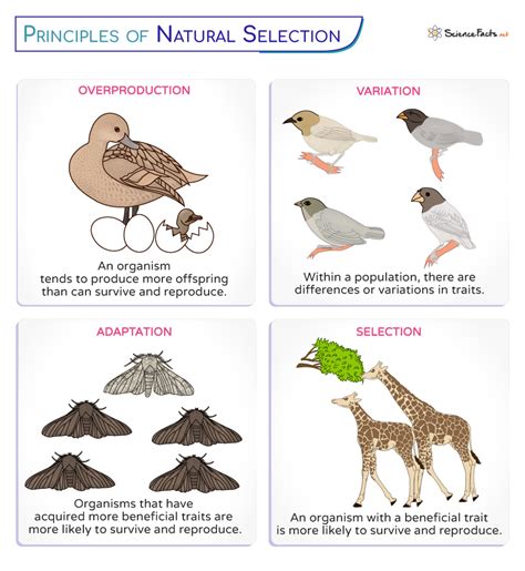 Natural Selection - Definition, Principles, Process, Types, & Examples