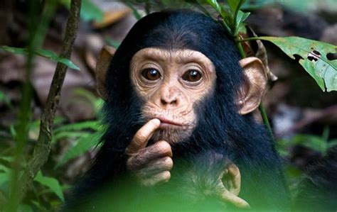 21 Massively Adorable Primates Sucking On Their Thumbs | Baby ...