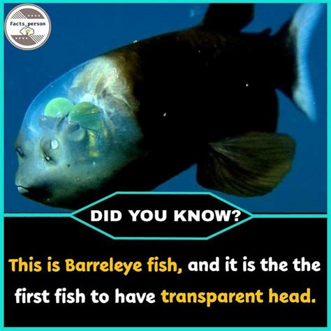 This is Barreleye fish, and it is the first fish to have transparent head. | True interesting ...