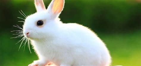 Baby Rabbit Care Tips and Advices - InspirationSeek.com