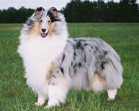 Blue Merle Rough Collie | Rough collie puppy, Herding dogs breeds, Collie dog