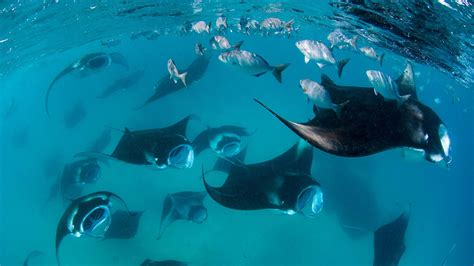 Scuba Diving in Baa Atoll, Maldives | ZuBlu