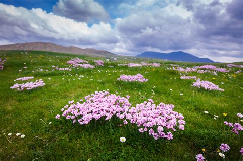 Irish Sea Pink - Sean Fitzgerald Photography