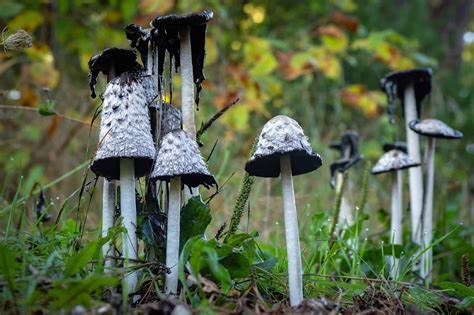 How Long Does it Take Mushrooms to Grow? - A-Z Animals