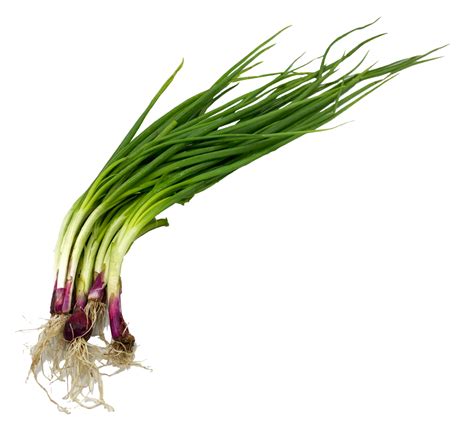 DAUN BAWANG / SPRING ONION / SCALLION (Sold per 100g) — HORECA Suppliers | Supplybunny