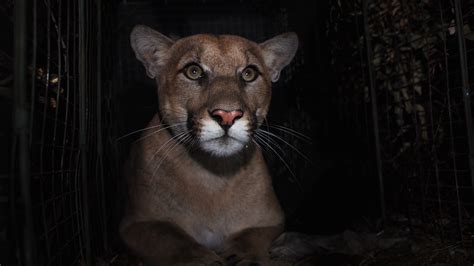 California mountain lion survives a rare trek across the 405 freeway