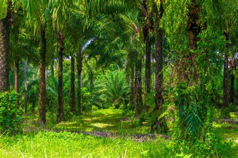 Beautiful Green Coconut Farm in Thailand, Krabi Stock Photo - Image of plant, asia: 105014594