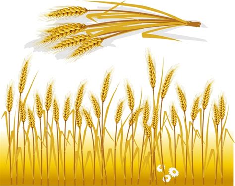 Wheat free vector download (342 Free vector) for commercial use. format: ai, eps, cdr, svg ...