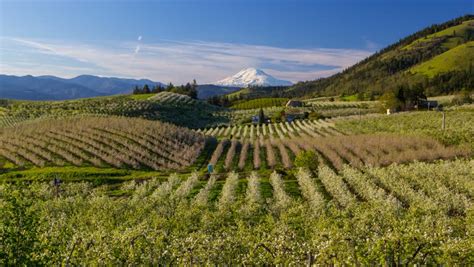 Apple Orchard Blossom with Mount Hood in Oregon image - Free stock photo - Public Domain photo ...
