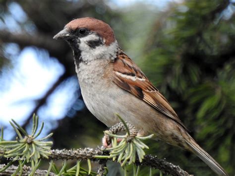 PASARI DIN ROMANIA: VRABIA DE CAMP, Passer montanus