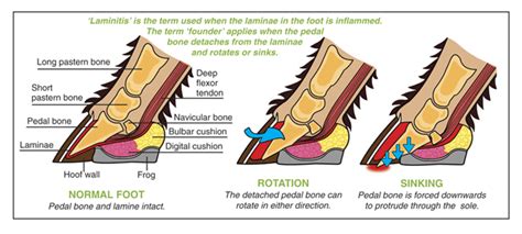 coffin bone in horses | What Founder is in Horses? Equine Care, Horse Anatomy, Farrier, Horsey ...