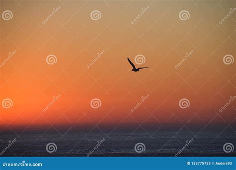 Silhouette of Seagull in Flight at Sunset Stock Image - Image of beautiful, bird: 133775733