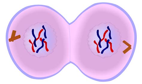 Etapa de la mitosis: Telofase