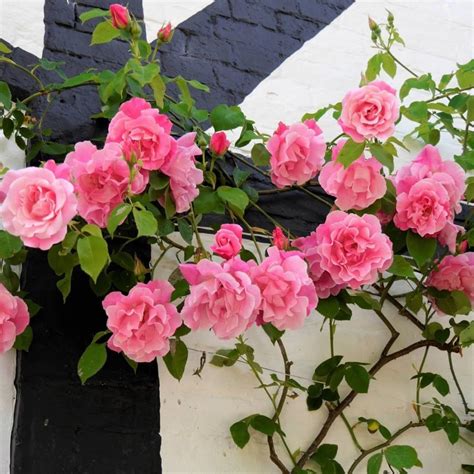 11 Most Fragrant Climbing Roses - SONG OF ROSES