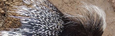 Crested Porcupine | FaunaFocus