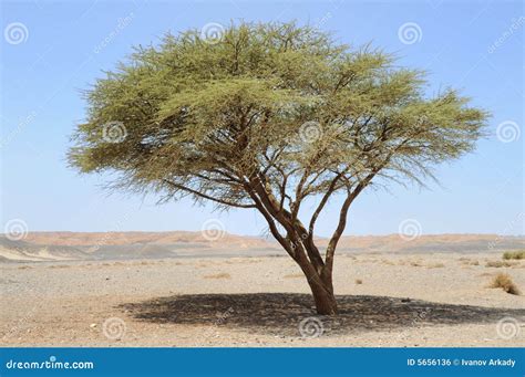 Umbellate Acacia in Arabian Desert, Stock Photo - Image of summer, sand ...