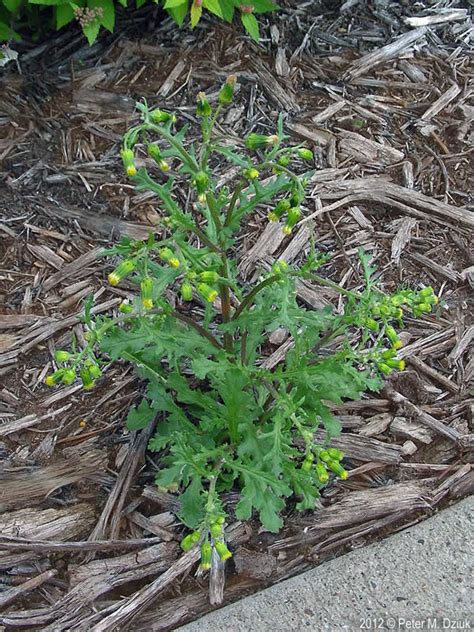 Senecio vulgaris (Common Groundsel): Minnesota Wildflowers