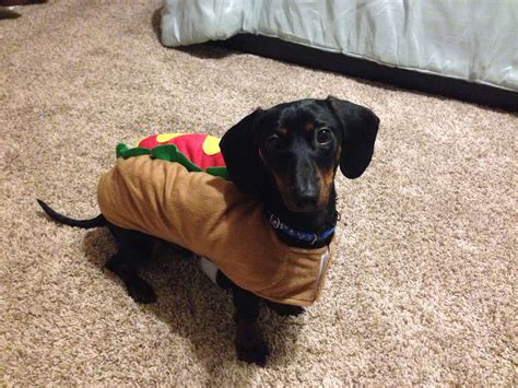 Wiener dog Halloween costume, but appropriate for everyday use. | Dog halloween, Dog halloween ...