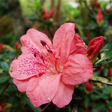 flowers for flower lovers.: Azalea flowers.