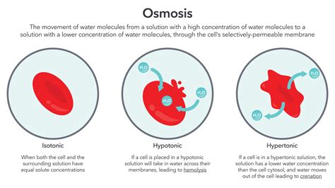 Osmosis in red blood cells science vector illustration diagram 26586296 Vector Art at Vecteezy