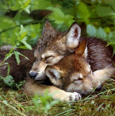 Cute and Funny Pictures and more: Sleeping Wolf Cubs