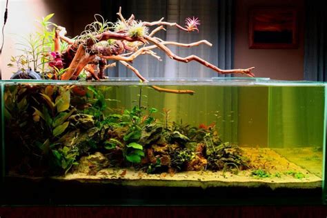 Blackwater Aquariums: Everything You Need to Know - The Aqua Advisor