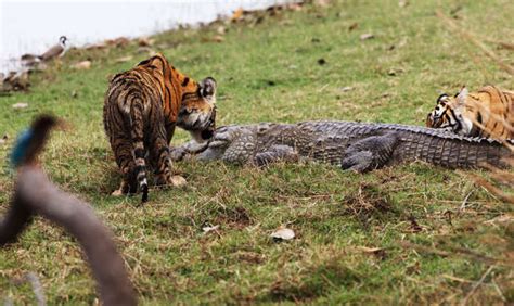 Tiger Meets Crocodile: Rare Interaction as Curious Cubs Inspect Croc