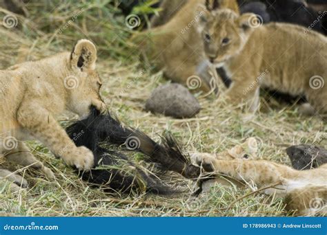 Lion Cubs Playing with Carcass of a Wildebeest, Kenya Stock Image ...