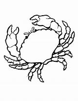 Free Printable Crab Coloring Pages For Kids  Animal Place sketch template