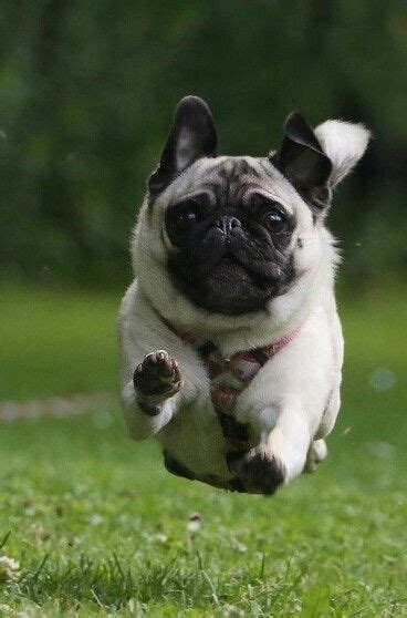 Floating Pug - Ruffington Post