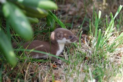 Least Weasel - Facts, Diet, Habitat & Pictures on Animalia.bio